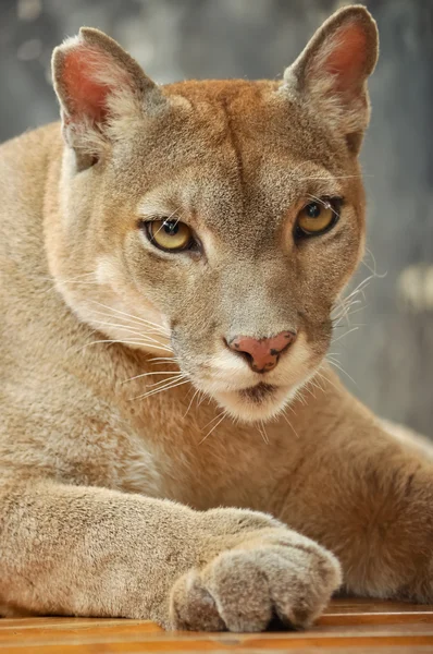 Cougar — Stock Photo, Image