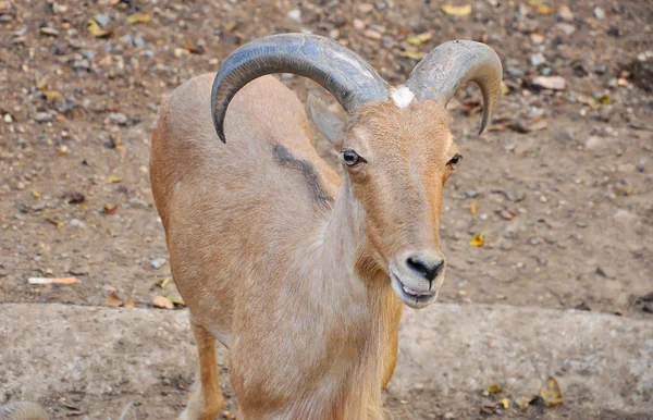 Barbary sheep — Stock Photo, Image