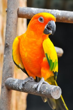 Güneş conure