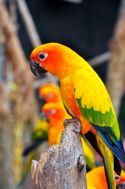 Güneş conure