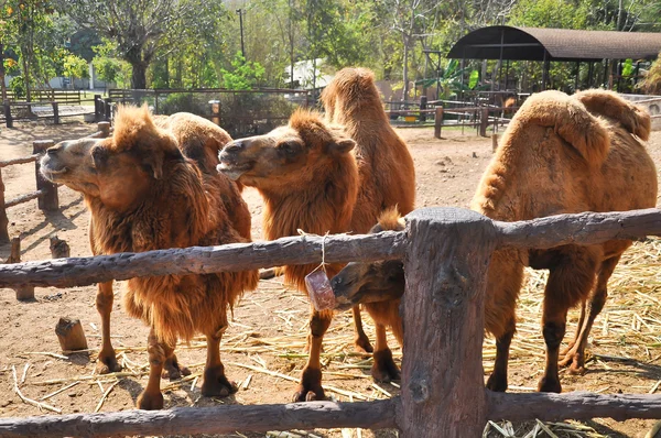 Бактрийская травка верблюдов — стоковое фото