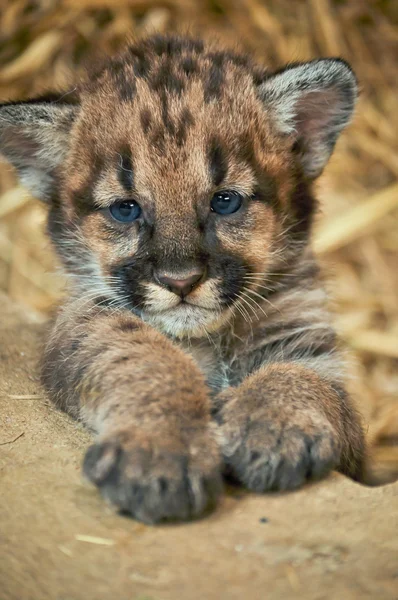 Cougar cub — Stock Photo, Image