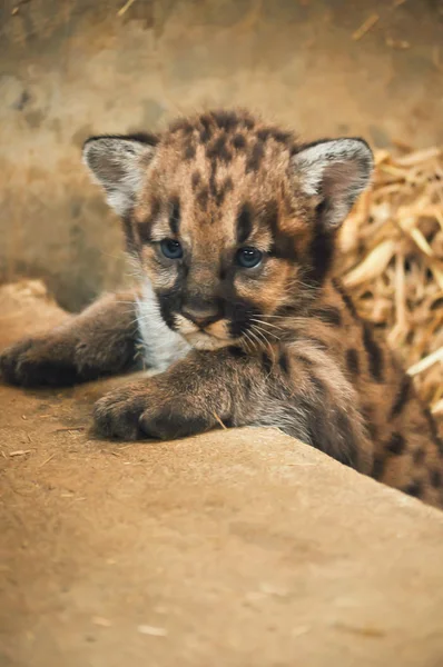 Cougar cub — Stock Photo, Image