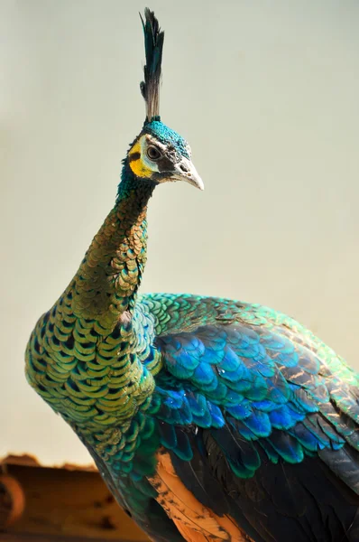 Il Peafowl verde — Foto Stock