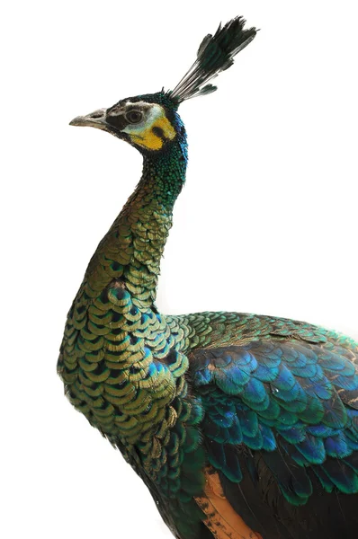 O Peafowl Verde — Fotografia de Stock