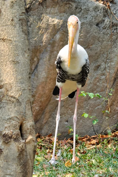 Cigüeña pintada — Foto de Stock