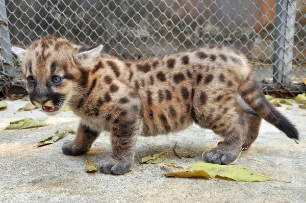 Cougar cub – stockfoto