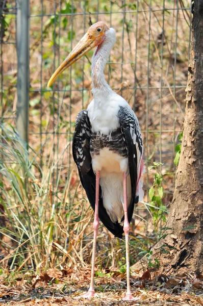 Cigüeña pintada — Foto de Stock