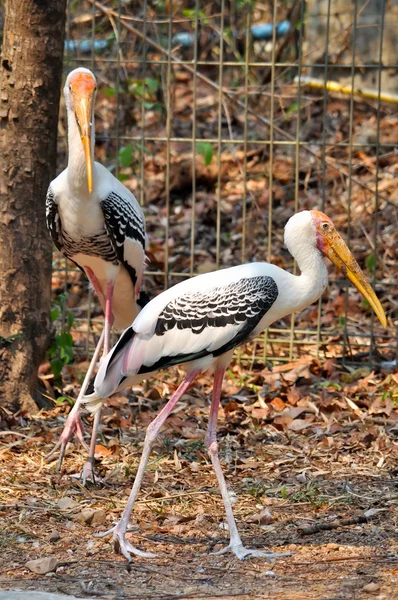 Painted Stork — Stock Photo, Image