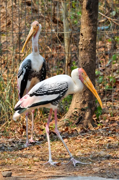 Painted Stork — Stock Photo, Image