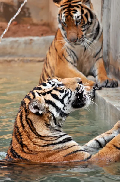 Bengal Tiger — Stock Photo, Image