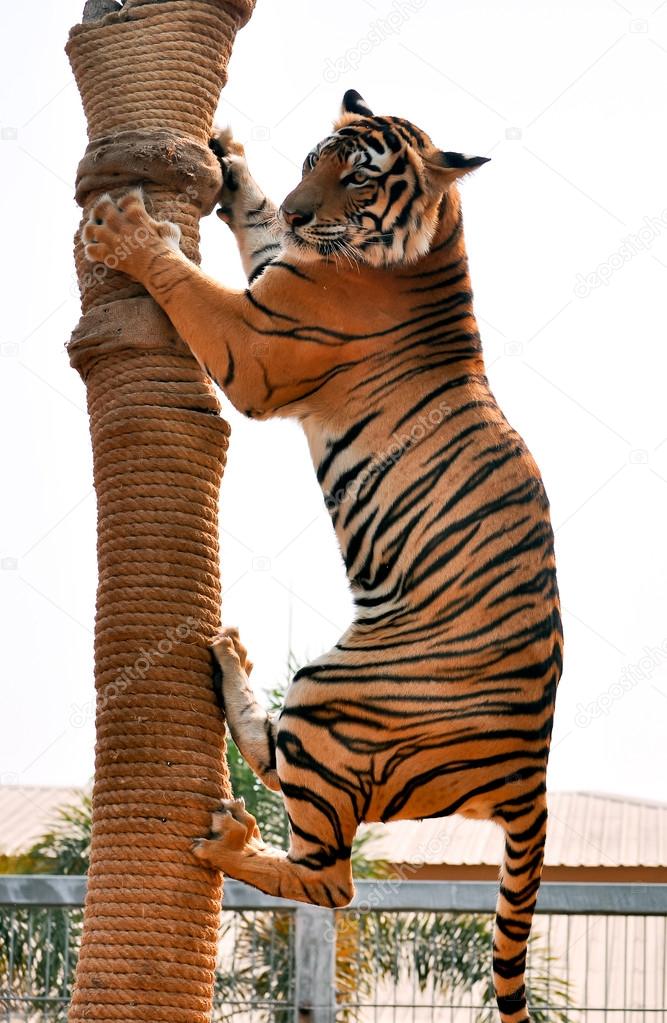 Tiger trainning