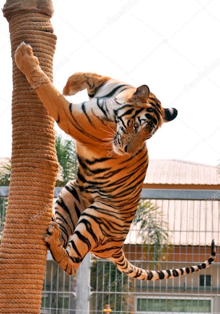Tiger trainning