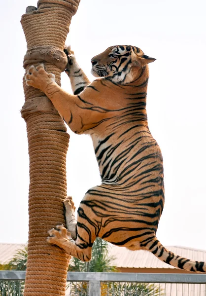 Tiger trainning — Stock Photo, Image