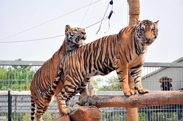 Tiger trainning — Stock Photo, Image