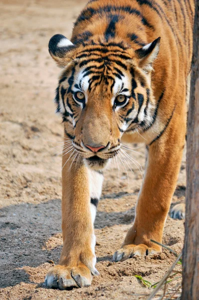 Bengaalse tijger — Stockfoto