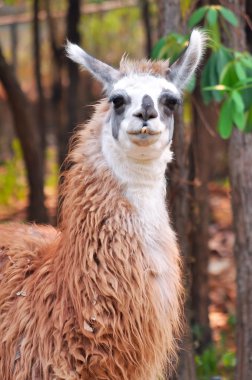 lama