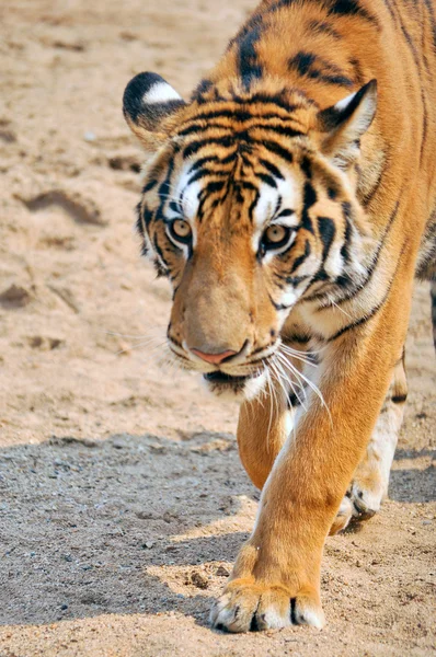 Bengal Tiger — Stock Photo, Image