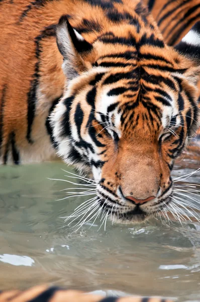 Tiger trainning — Stock Photo, Image