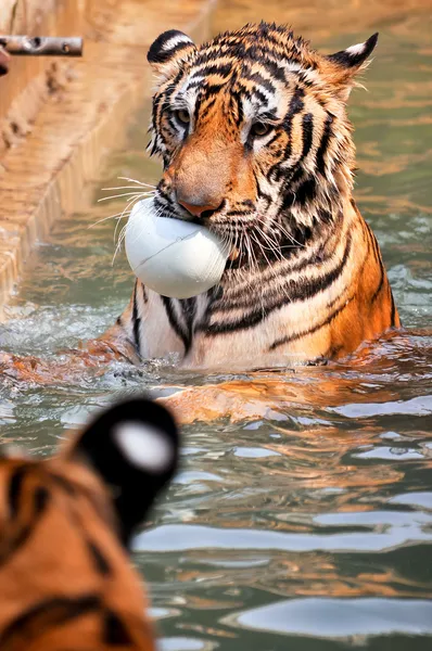 Tiger-Training — Stockfoto