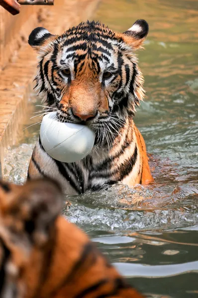 Treinamento de tigre — Fotografia de Stock