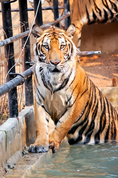 Tiger trainning — Stock Photo, Image