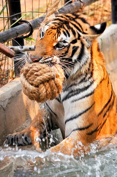 Tygrys trainning — Zdjęcie stockowe
