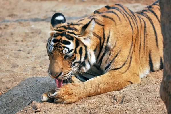 Bengaalse tijger — Stockfoto