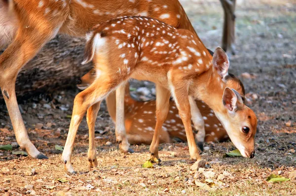 Filhote de veado Sika — Fotografia de Stock