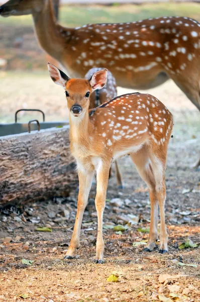 Sika jelenie cub — Zdjęcie stockowe