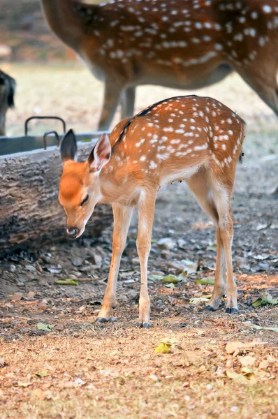 Sika jelenie cub — Zdjęcie stockowe