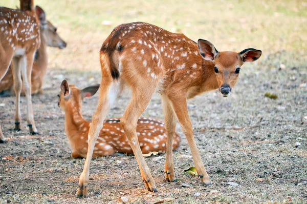 Sika geyik yavrusu — Stok fotoğraf