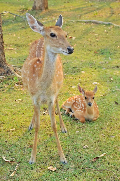 Sika deer family — Stock Photo, Image