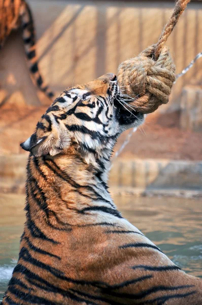 Tiger trainning — Stock Photo, Image