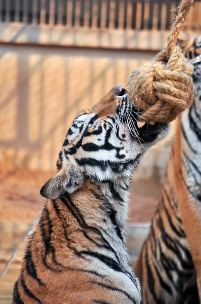 Treinamento de tigre — Fotografia de Stock