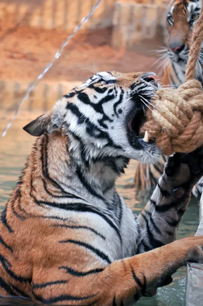 Tiger-Training — Stockfoto