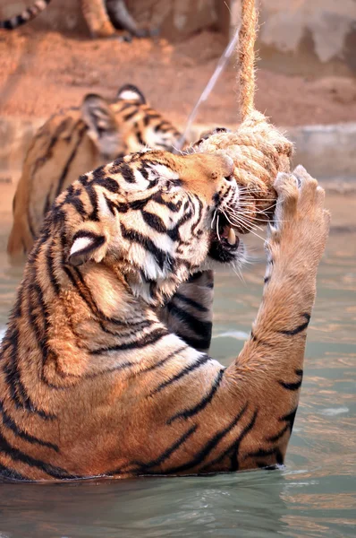 Tiger trainning — Stock Photo, Image