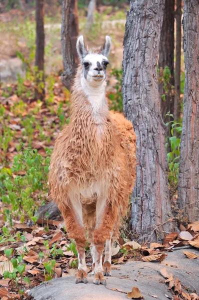 Llama... — Fotografia de Stock