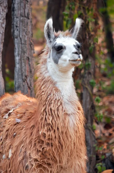 Lama — Stockfoto