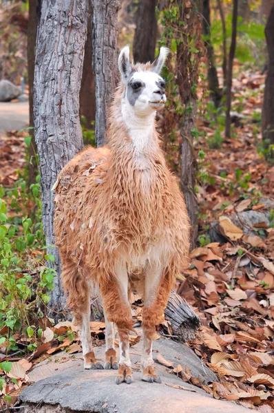 Llama... — Fotografia de Stock