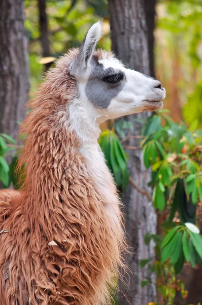 Llama — Stock Photo, Image