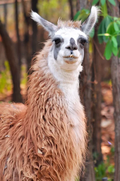 Llama. — Foto de Stock