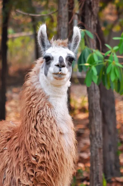 Llama... — Fotografia de Stock