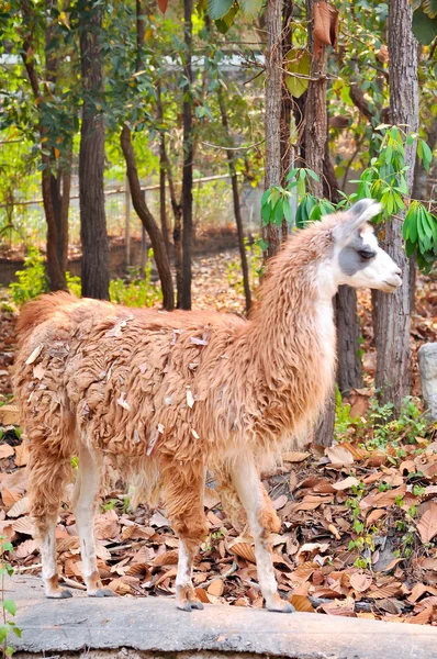 Lama – stockfoto