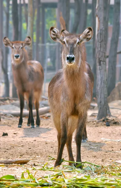 Waterbuck — Stock Photo, Image