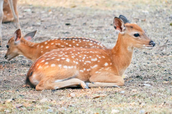 Bebek sika geyiği — Stok fotoğraf