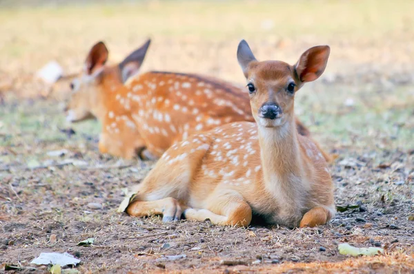 Cervos sika bebê — Fotografia de Stock