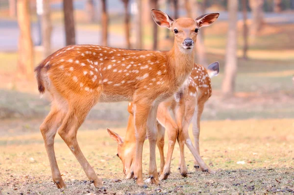 Baby sika deer — Stock Photo, Image