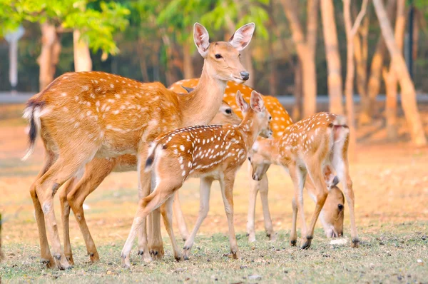 Sika familia de ciervos — Foto de Stock