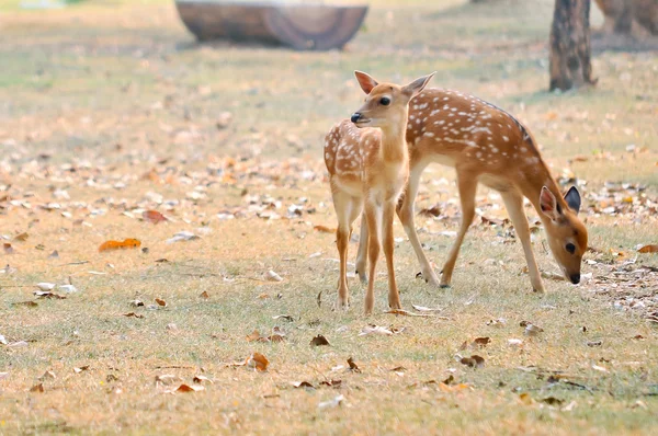 Baby sika deer — Stock Photo, Image
